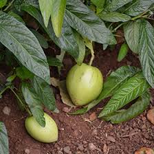 Image result for Solanum muricatum