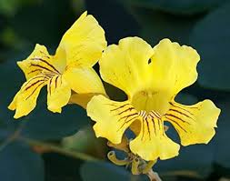 Image result for Markhamia lutea
