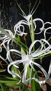 Image result for Crinum aurantiacum