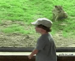 15 Gifs Of Wild Animals Reacting To People At The Zoo Cutesypooh Kids Zoo Funny Animal Videos Funny Animals