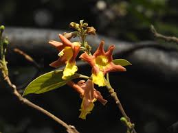 Image result for Gmelina arborea