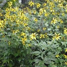 Image result for Rudbeckia laciniata