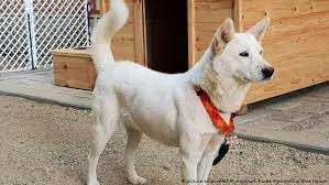 Find out more about the wonderful, spunky korean jindo dog. North Korea S Kim Jong Un Gives Dogs To South Korean President News Dw 30 09 2018