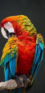 Beautiful Macaw Wild Animals Photography Animals Wild Wild Animal Wallpaper