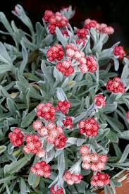 Image result for Helichrysum graniticola