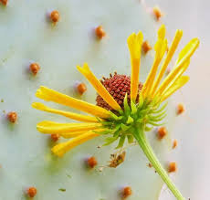 Image result for Stolzia kalkhof-roseae