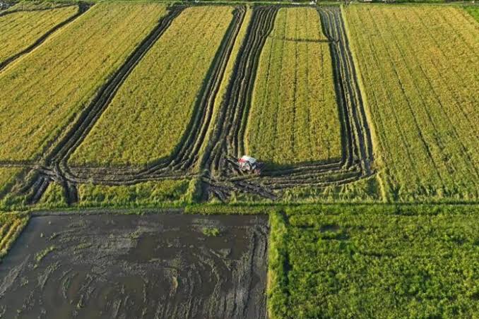 Program Cetak Sawah Rakyat Tingkatkan Kesejahteraan Masyarakat Lokal