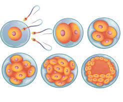 Brustwarzen schmerzen schwanger ab wann schmerzen in der brust schwangerschaft net erste symptome einer schwangerschaft ab wann treten sie auf Die 4 Ssw Bald Kann Ein Schwangerschaftstest Gewissheit Bringen