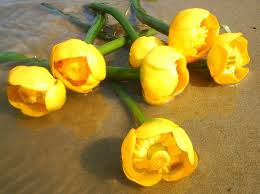 Картинки по запросу водяные лилии фото