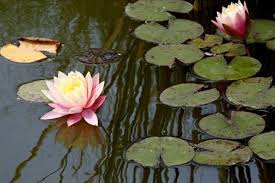 Resultado de imagen para flora y fauna de un rio