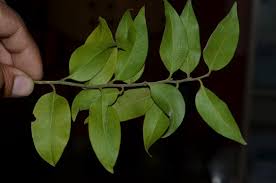 Image result for Opilia amentacea