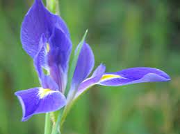 Louisiana Iris Species Giganticaerulea Louisiana Iris Iris Flowers Iris