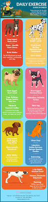 daily exercise guide by breed infographics