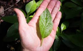 Cukurlah rambut bayi itu semuanya. 11 Manfaat Daun Dewa Si Penyambung Nyawa Kaya Guna