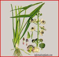 نبات سهم الماء قسم النبات المائي النبات انواع الاسماك مع الصور معلوماتية نبات حيوان اسماك فوائد plants