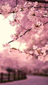 In compilation for wallpaper for sakura, we have 20 images. Sakura Wallpaper Hd Fur Android Apk Herunterladen