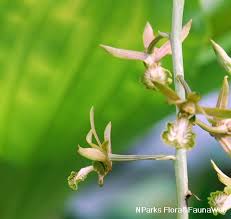 Image result for Eulophia arenicola