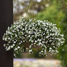 Image result for Bacopa floribunda