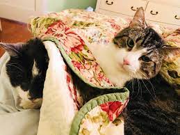 Cat Owner Spends 19g On Surgery For 17 Year Old Pet Old Cats Cats Cat Kidney