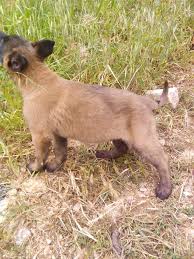 2 Months Old Belgian Malinois Belgian Malinois Malinois 2 Month Olds