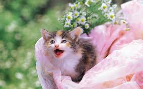 Well, with a gorgeous coat made up of white, orange and black, calico cats are stunning creatures, and their distinctive characteristics provide. Hd Wallpaper Black White And Brown Calico Cat Kitten Spotted Flowers Wallpaper Flare