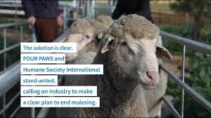 Mulesing is a cruel practice that prevents infections in merino sheep. Survey Proves Progress Towards A Non Mulesed Future Blog News Our Stories Four Paws International
