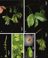 Image result for Allophylus rubifolius