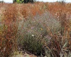 Image result for Vernonia agrianthoides