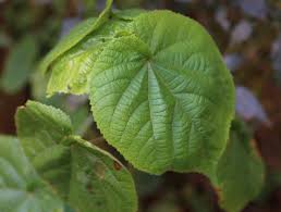 Image result for Dombeya torrida