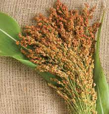 Red Broom Corn Broom Corn Seed Johnny S Selected Seeds Broom Corn Ornamental Grasses Garden Seeds