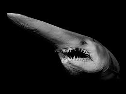 See more ideas about goblin shark, shark sport watch, shark watches. What Is A Goblin Shark Bbc Science Focus Magazine
