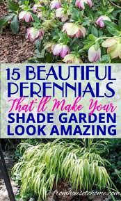 It tolerates growing in both shade and sun and is cold hardy to the mid 20s degrees f before the foliage begins to turn brown. Perennial Ground Cover 21 Low Growing Plants That Thrive In The Shade Gardening From House To Home Ground Cover Plants Shade Perennials Part Shade Perennials