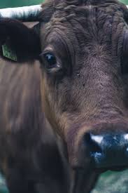Cow Eye Animal And Bull Hd Photo By Josua De Josdeck On Unsplash Cow Photos Cow Photography Cow Eyes
