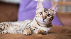 Auch katzen und kater kommen irgendwann einmal in die pubertät, deswegen fragen sich viele katzeneltern: Mdg Zhcmp9dbzm