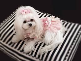 this is lily she is 3 yrs old will be 4 in july she loves to dress up and model she would love to be cute cats and dogs maltese