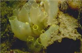 Image result for Tunicate green