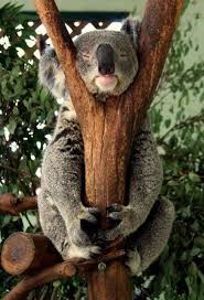 Petslady S Pick Adorable Sleepy Koala Of The Day In 2020 Cute Animals Animals Beautiful Koala