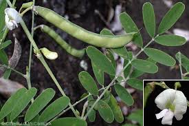 Image result for Tephrosia praecana