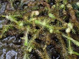 Image result for Mayaca baumii