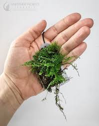 Image result for Asplenium smedsii