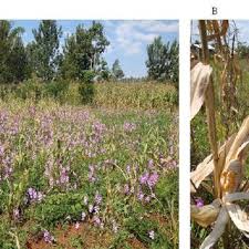 Image result for Striga linearifolia