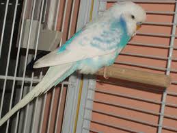 Perruche Ondulee Perlee Budgies Animals Bird