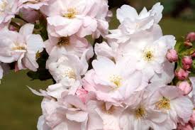 Trees For Smaller Gardens Rhs Gardening Spring Garden Fruit Garden Variegated Plants