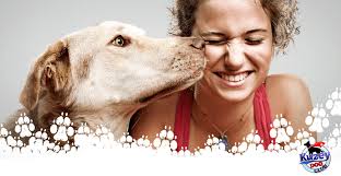Kuzey Dog Club Kopek Egitimi Izmir Kopek Egitimi Kopek Egitim Merkezi Kopek Oteli