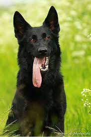 Utzi 004 Black German Shepherd Black German Shepherd Dog German Shepherd Puppies