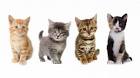 Top 10 Cat Breeds - Nationwide Pet Insurance