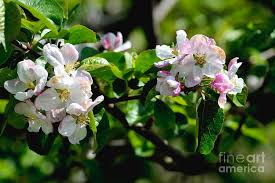 Apple trees have a trunk and branches yes, with just a few inches of trunk left above the soil this tree put out more branches! Apple Tree Flowers Photograph By Esko Lindell