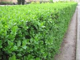 Image result for Ligustrum ovalifolium