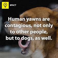 19 Crazy Facts That Will Make You Say Oh Boy Weird Facts Funny Facts Facts