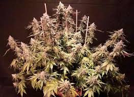 This is a great auto strain that combines awesome genetics. Auto Durban Poison And Auto Blackberry Kush Dutch Passion Blogs